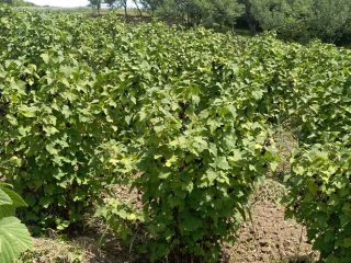 Fresh black currant 100% organic seal varieties to choose