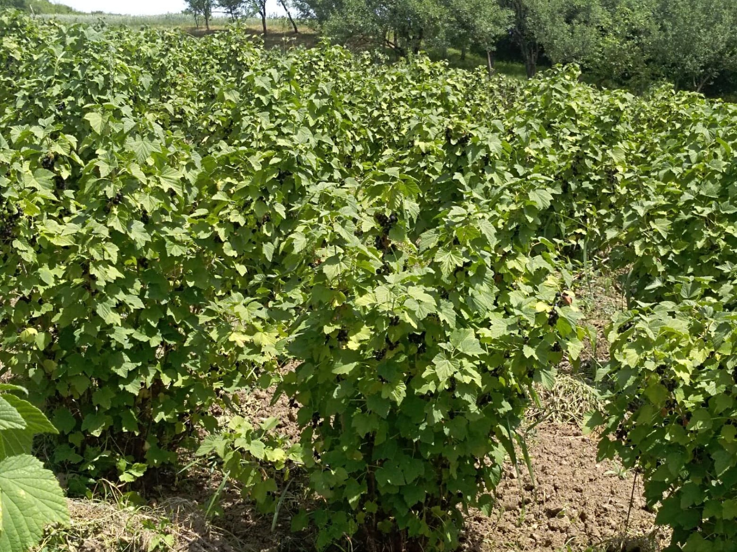 Fresh black currant 100% organic seal varieties to choose from: Ruben, Tiben and Tisel