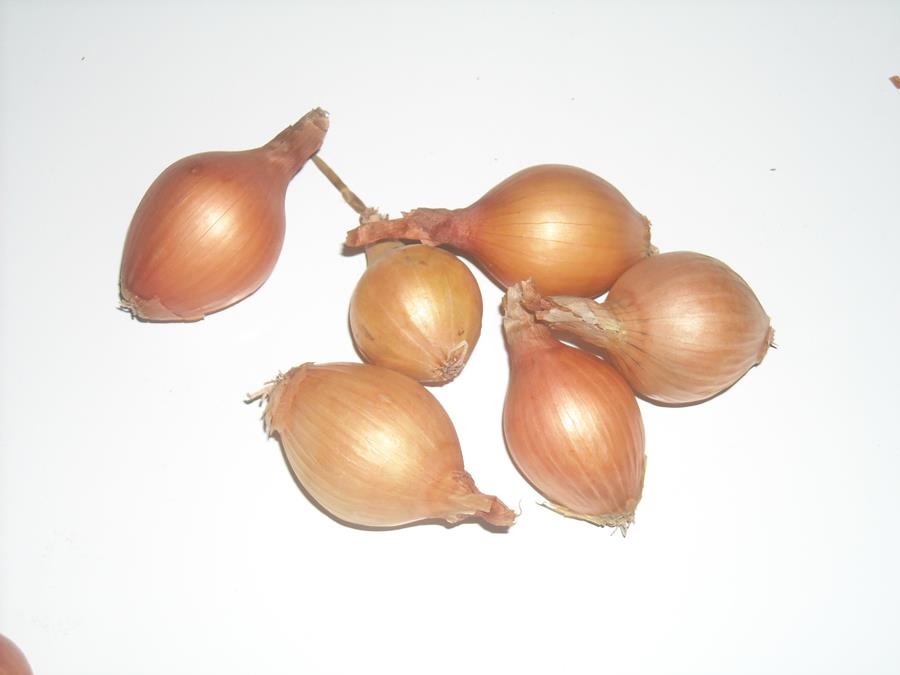 The spring onion manufacturer offers very good quality products