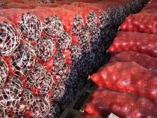 Seller fresh onions from Syria at a low price
