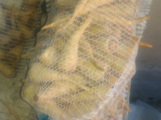 Hello, I have to sell about 1.5 t parsley,