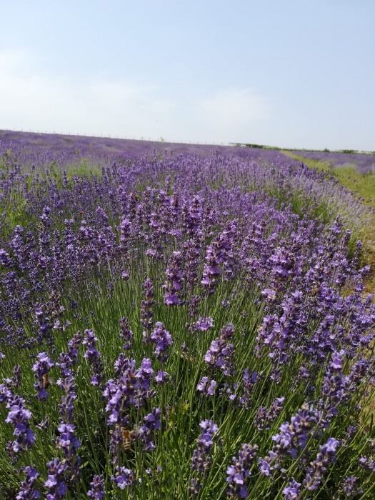 Sprzedajemy rośliny Lavander, Lavandula Angustifolia, odmiana Blue Scent, 6 lat