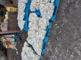 I will sell parsley very nice healthy long white
