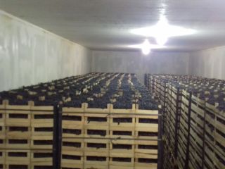 Poamă Moldova, natural orchard product. No broken grapes, high