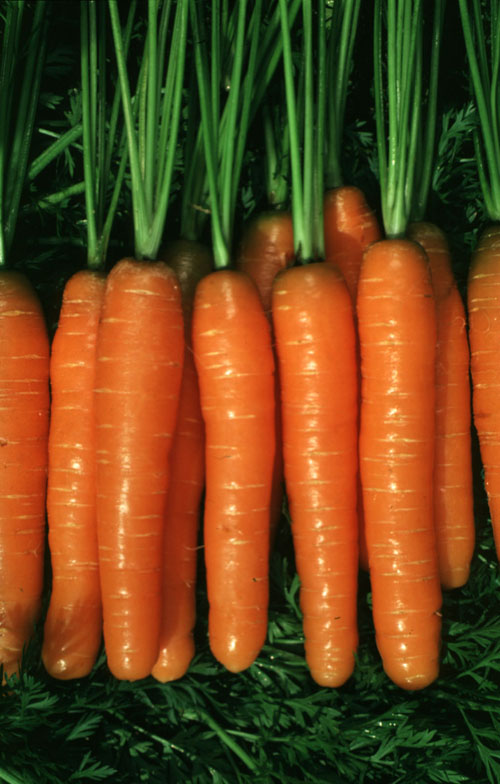 1012.10 CA 9546 F1 Ungebeizt PR Dacus carota L CA9546 F1 Untreated PR Size 1,4