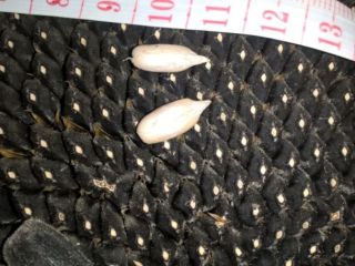 I sell sunflower seed sort of favorite.In stock 11