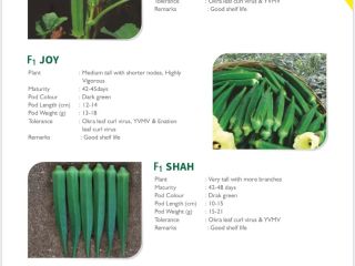 Bhendi ( Okra leaf curl ) Dark green Good
