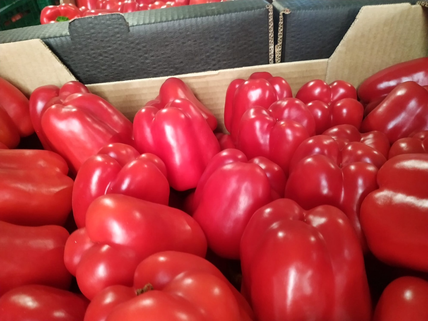 Red, green, yellow peppers, country of origin Spain, caliber GG, class 1