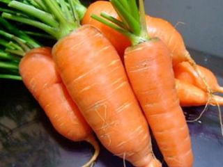 Carrots grade ABAKO F1 We sell Carrots of grade
