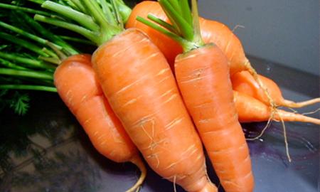 Carrots grade ABAKO F1 We sell Carrots of grade Abako F1, produced by private farms of the Saratov region
