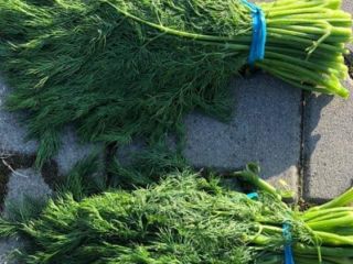 Hello, I have to offer Iranian dill, price per