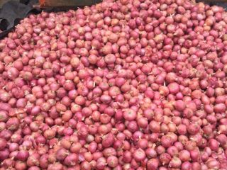 All types of Export Onion Available from India more