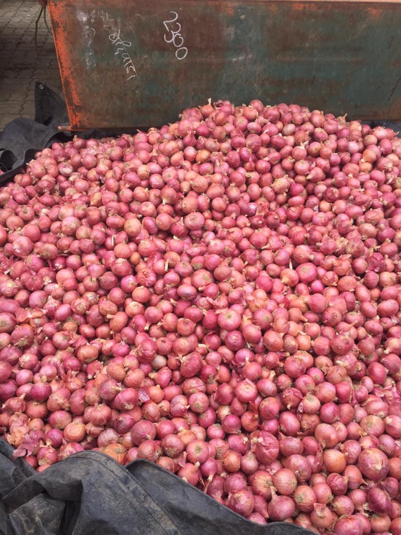 All types of Export Onion Available from India more for More Details call