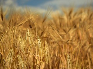 We offer feed barley. FOB port Aktau 200 $.