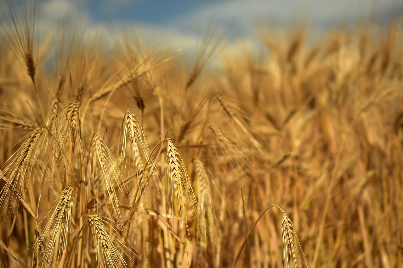 We offer feed barley