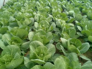 Young white cabbage for the end of April and
