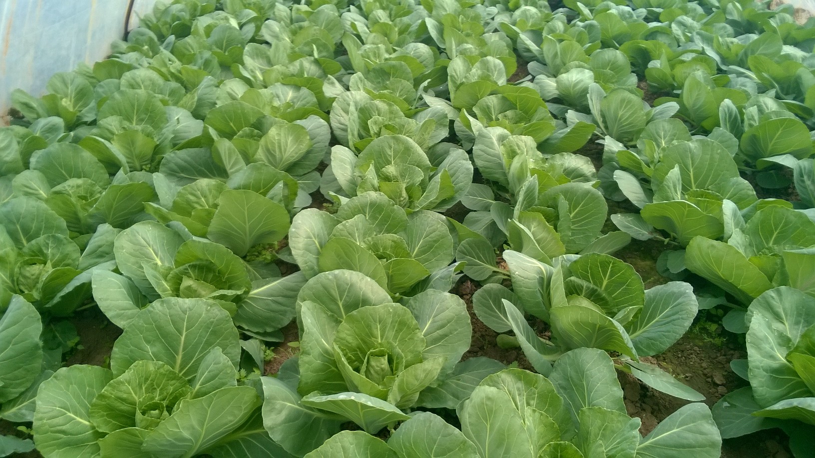 Young white cabbage for the end of April and May 2019 I will sell young white cabbage in bulk and retail quantities the offer includes early cabbage at the end