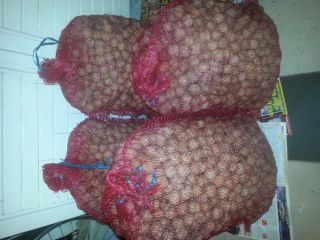 70kg walnuts from the 2019 harvest Dry, not sprayed.