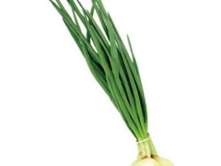 Onion and chives. Ready-made. Looking for producers for permanent
