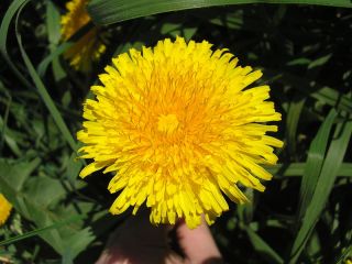 I will sell a dandelion flower, fresh or dried