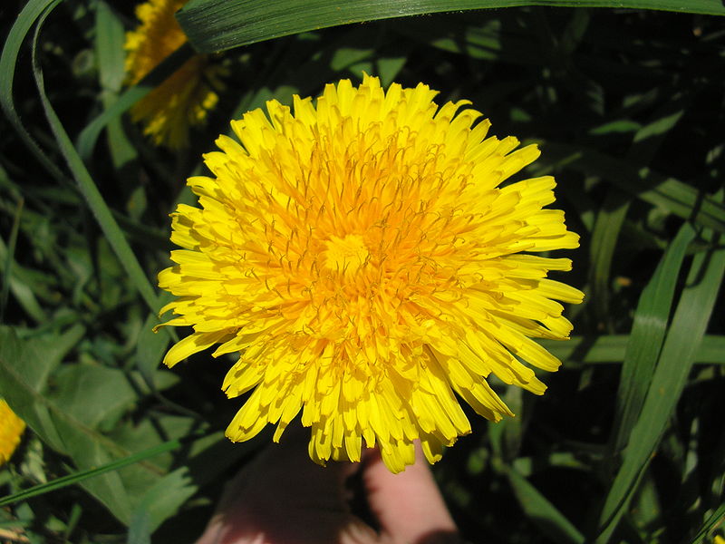 I will sell a dandelion flower, fresh or dried from this year's harvest, year 2020, April / May