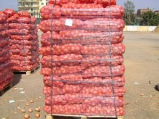 we have fresh harvest of red and yellow onion,