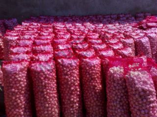 we have fresh harvest of red and yellow onion,