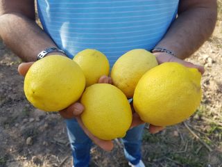 Lemon, variety Eureka Origin Morocco Calibers : 3/4/5/6 Packaging
