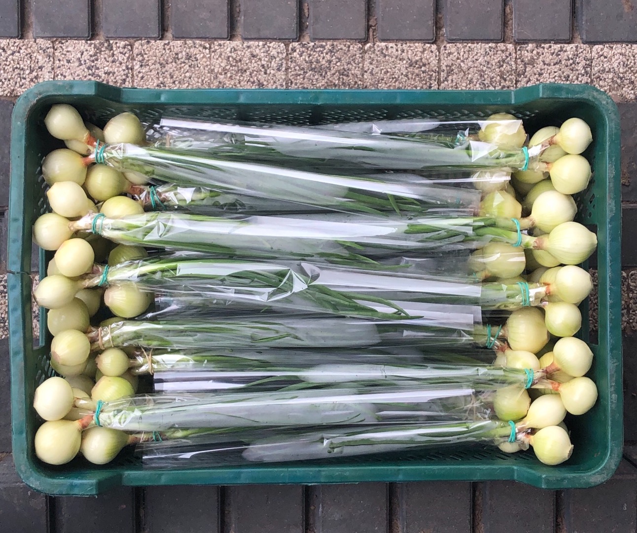 I am a producer of onion with chives