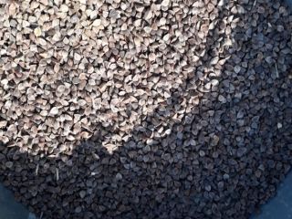 Buckwheat - 97% purity. Negotiable price!