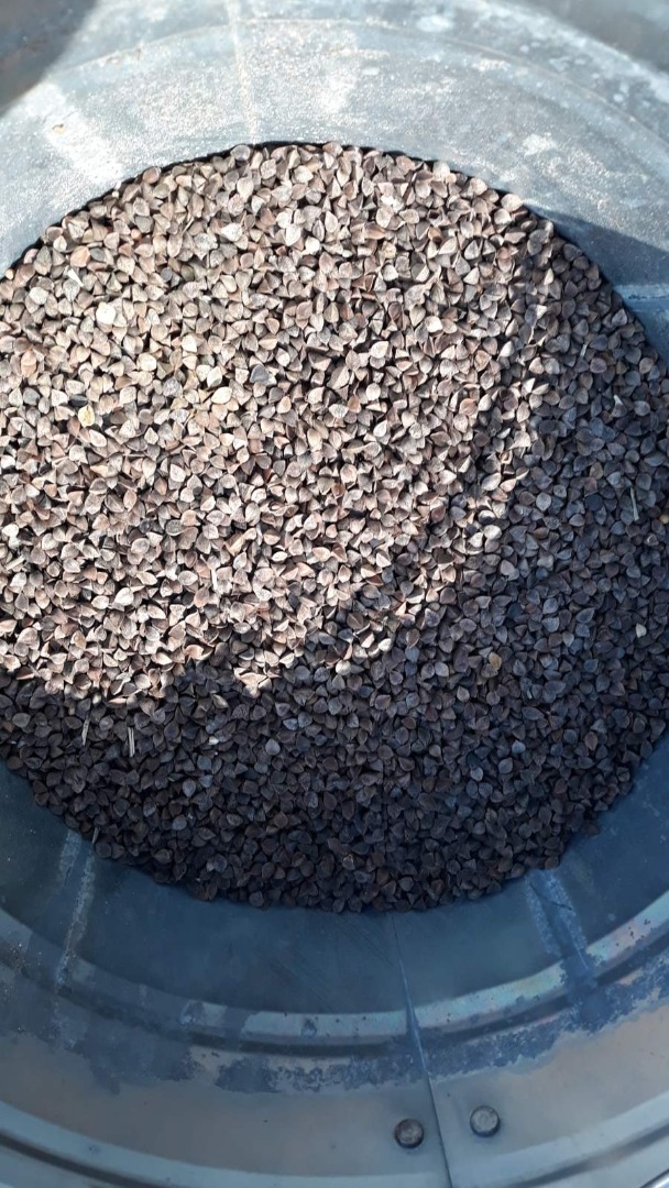 Buckwheat - 97% purity