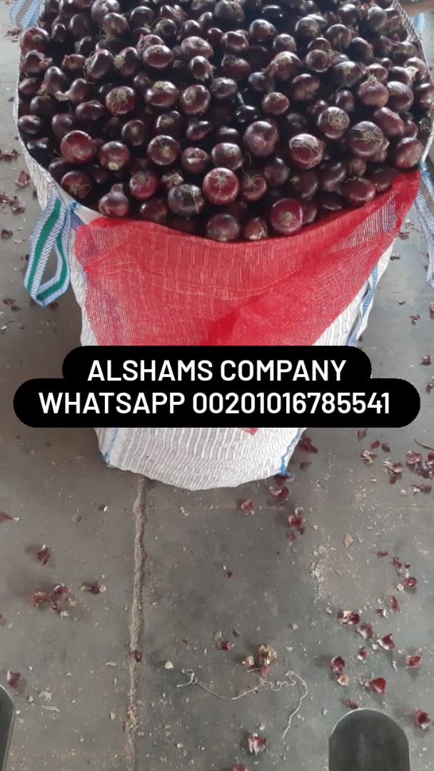 Origin : Egypt Varieties :golden onion Sizes: 40 up Packing :10 kg, 25 kg quality :First Class Onions Container Capacity:container 40 feet can be loaded with