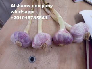 origin: egypt varieties: (white) available packaging of fresh garlic: