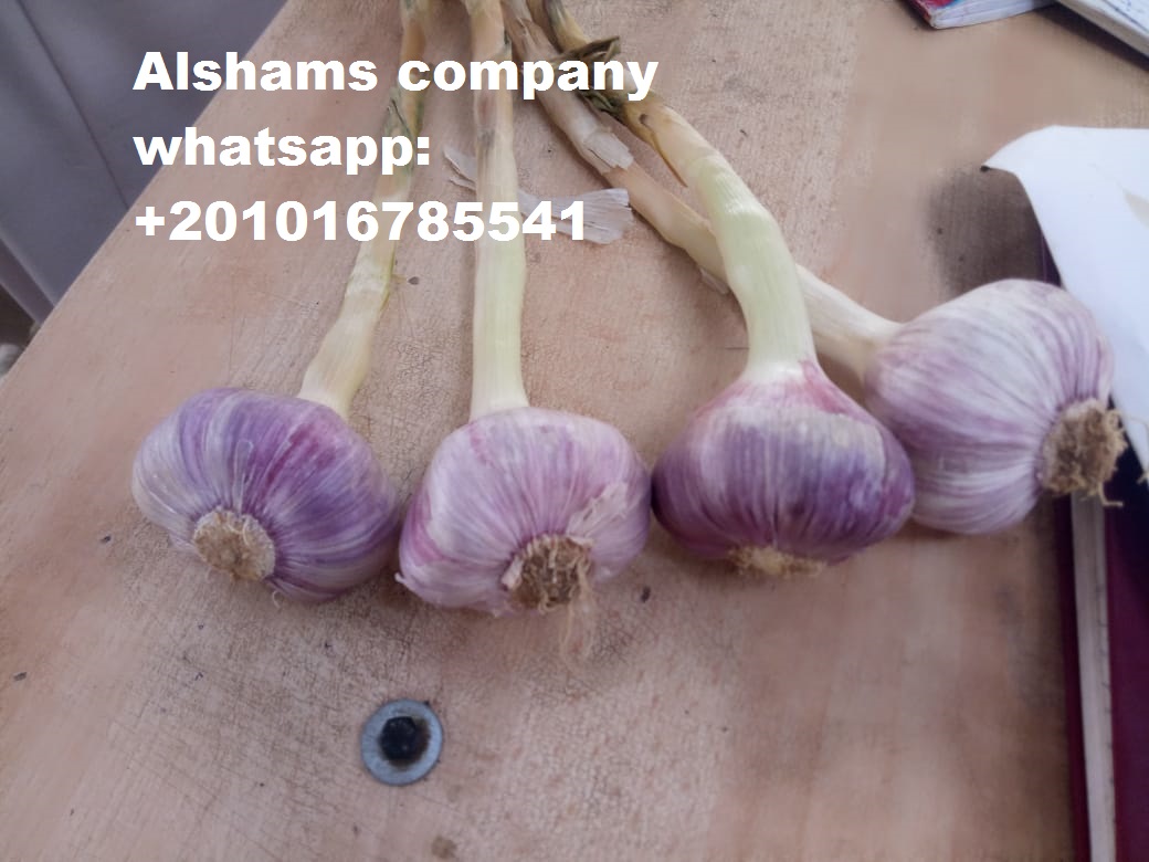 origin: egypt varieties: (white) available packaging of fresh garlic: 20 kg or according to customer for more information you can contact: - (call and