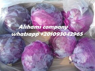 Fresh Green & Red cabbages Origin : egypt .