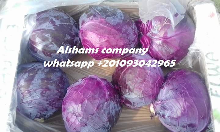 Fresh Green & Red cabbages Origin : egypt
