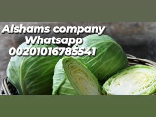Fresh cabbages Origin : egypt . Sizes & Packing