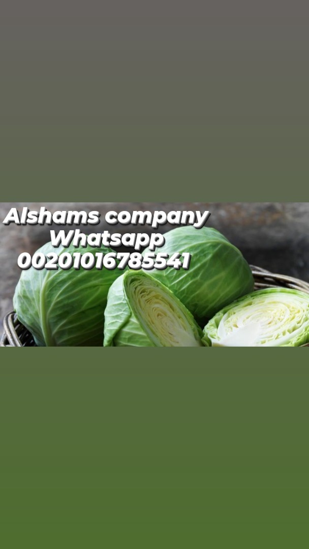 Fresh cabbages Origin : egypt