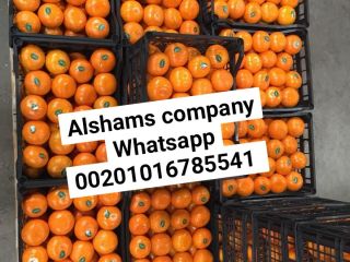 tangerine ( mandarin ) Origin : Spanish. Sizes: all