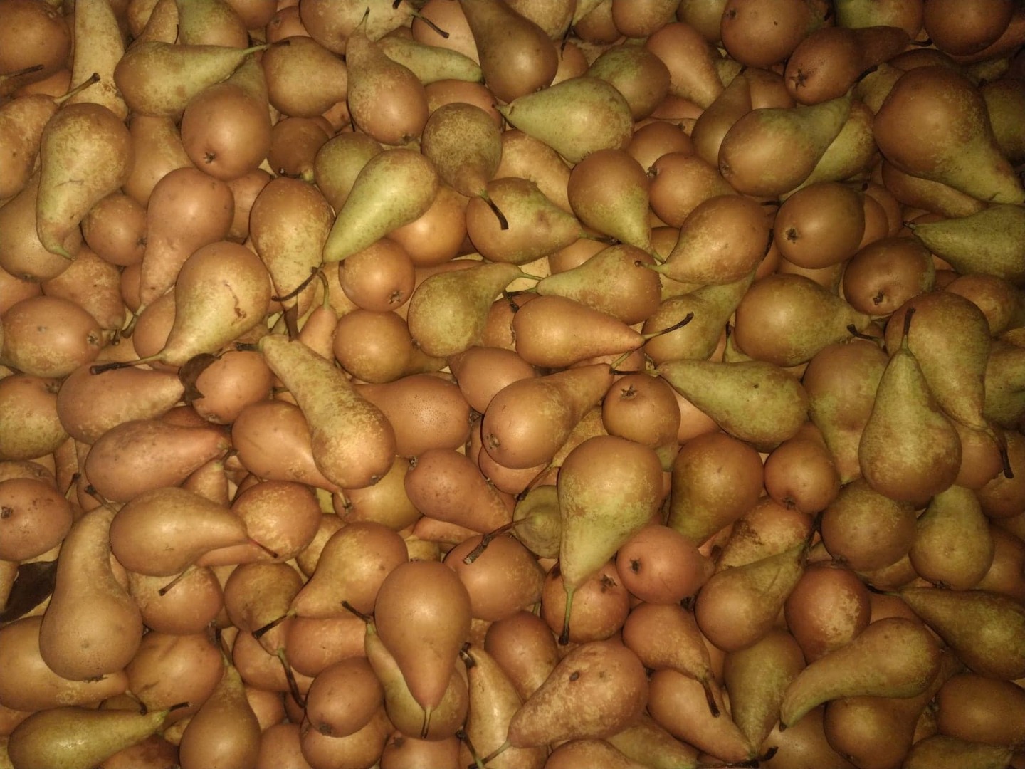 I will sell 30 tons of pears