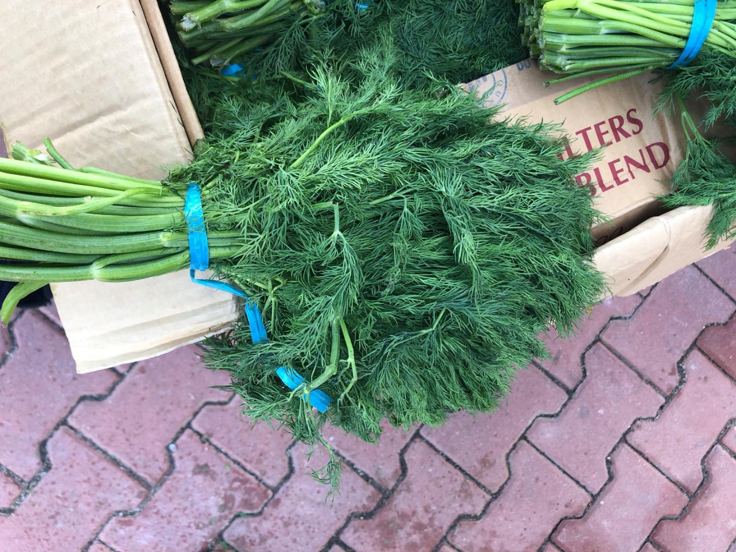 Fresh dill from Iran for sale packed in 20 kg cartons, price per kilo 12 zlotys, any quantity