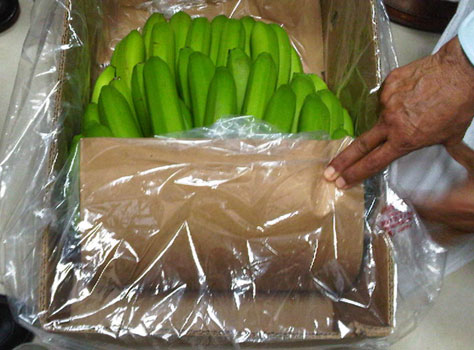 We are shipping all over the Europen Union.Contact us for prices and shipping !! Directly from best growers! From Equador and Costa Rica only top quality