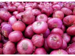 we have fresh harvest of red and yellow onion,