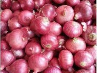 we have fresh harvest of red and yellow onion,