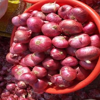 we have fresh harvest of red and yellow onion, Caliber :55+ please contact directly, call: email: wechat:omarkjerry0