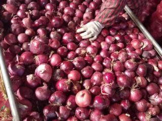we have fresh harvest of red and yellow onion,