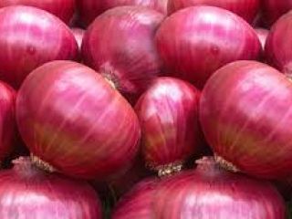 Wholesale Natural Fresh Non Peeled Red Onion Export quality
