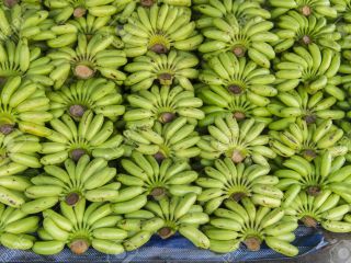 Wholesale Fresh Long Green Cavendish Banana for Export PLEASE