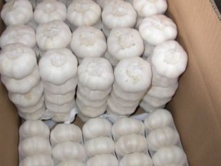 Wholesale Fresh normal white garlic price in china PLEASE