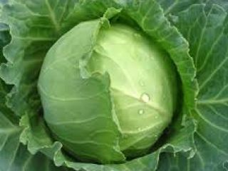 we have fresh cabbage for sale at an affordable